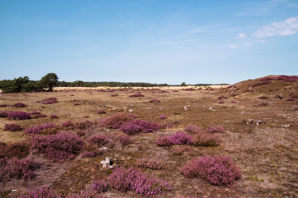 Veluwe - spots in the netherlands i want to visit 1