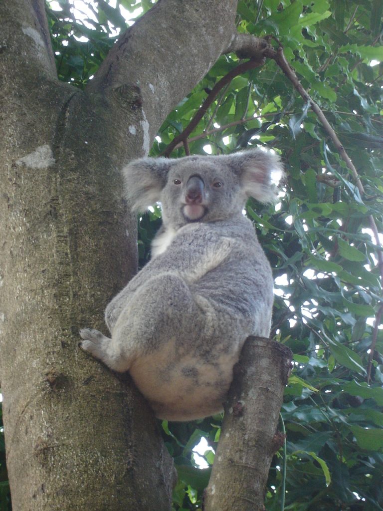 Studying in Australia as a teenager-Koala