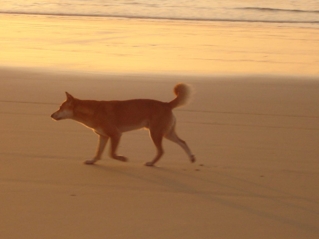 Studying in Australia as a teenager - dingo