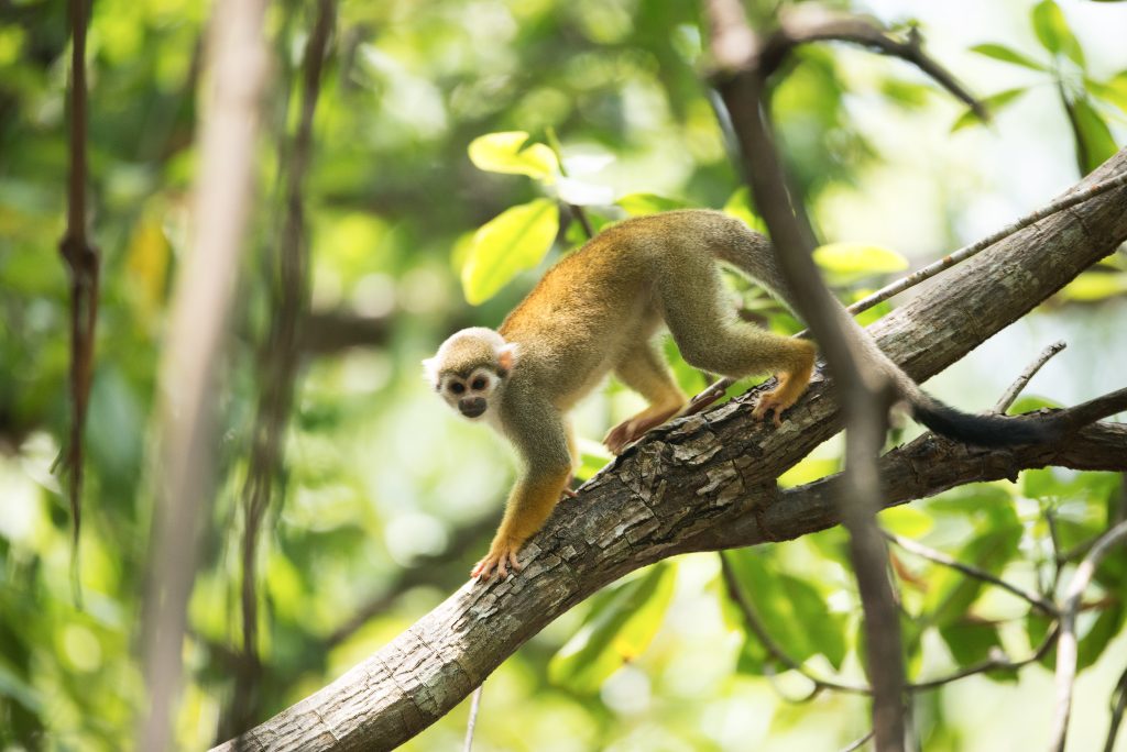 What’s it like to live in Paramaribo (Suriname) for 13 years Monkeys