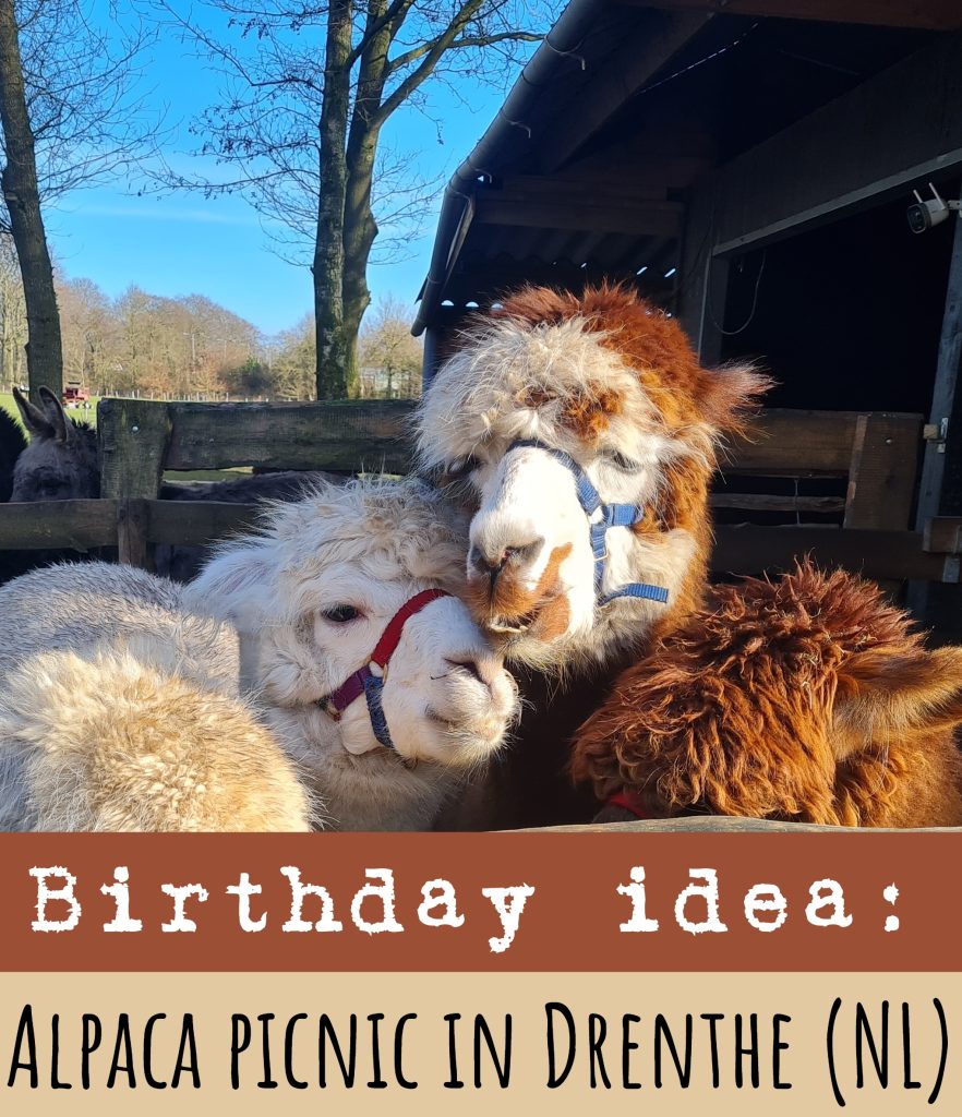 Birthday idea Alpaca picnic in Drenthe (NL) xx